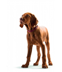 Collier pour chiens - Collier Round & Soft Hunter - 4