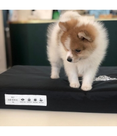 Pet Bed Pet So Chic - 2