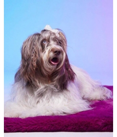 Couchage pour chiens - Le Tapis Tokyo Le Tapis Rouge  - 1