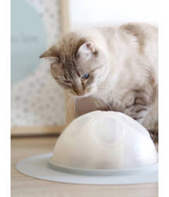 Cat Igloo interactif