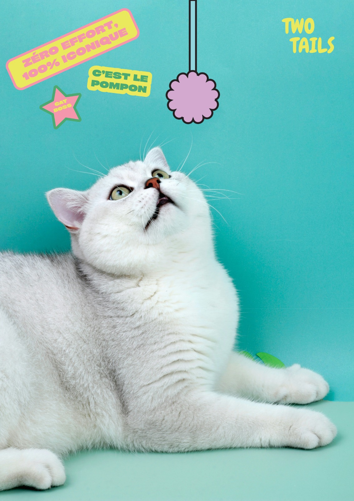 Chat Blanc Pompon